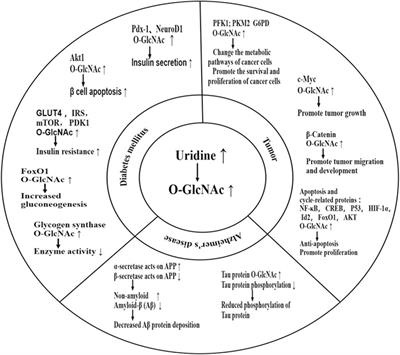 Uridine and its role in metabolic diseases, tumors, and neurodegenerative diseases